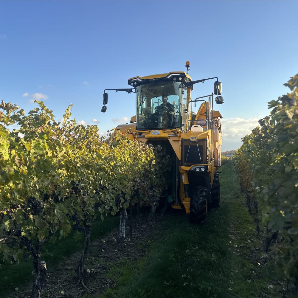 A tractor in a vineyard.